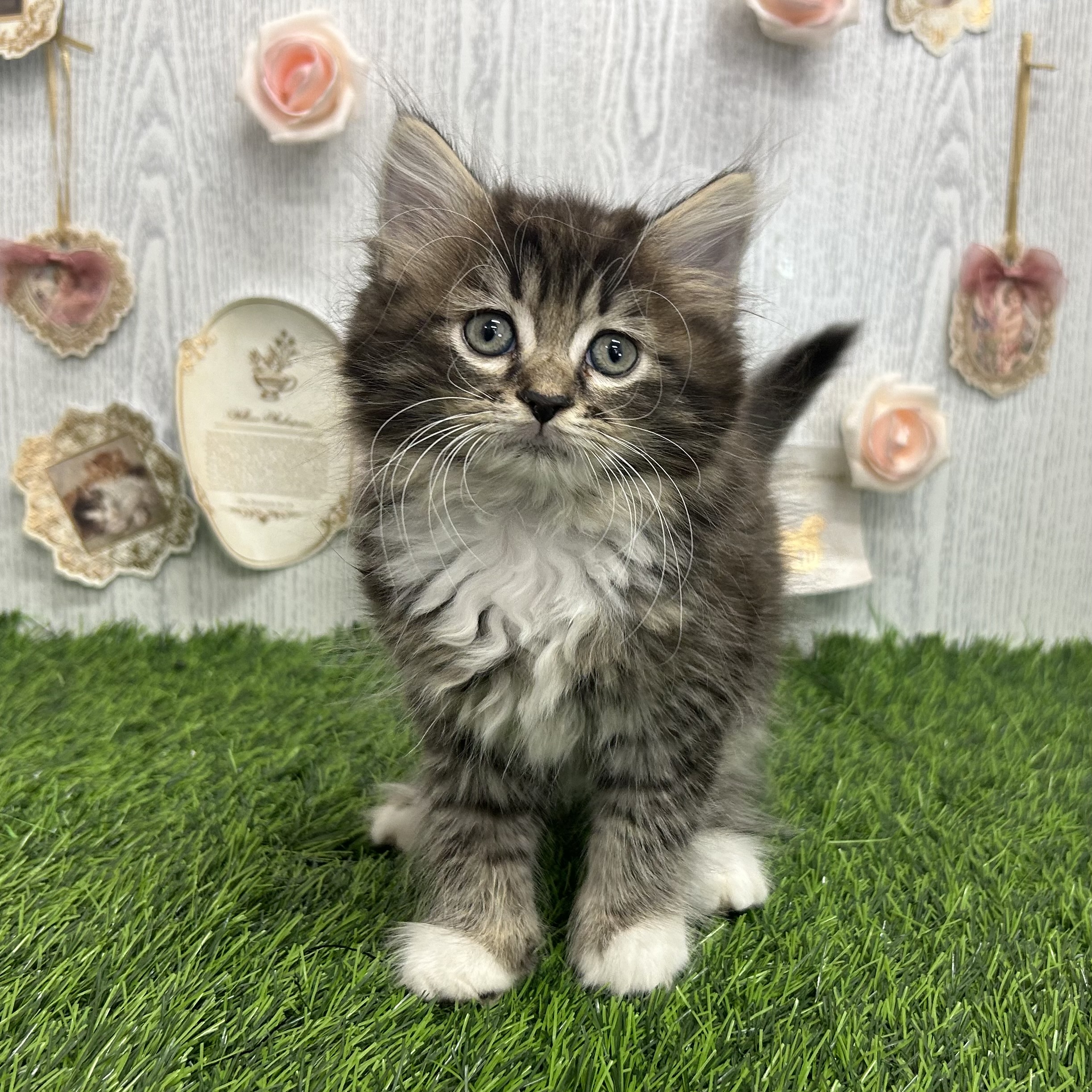 ＊いちご＊プロフィール必読　猫　プードル トイプードルの仔犬「SN-1 」のご紹介｜プードルショップSweet